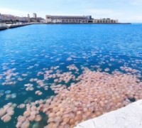 "분홍빛으로 물든 바다"…이탈리아 연안에 해파리떼 출현